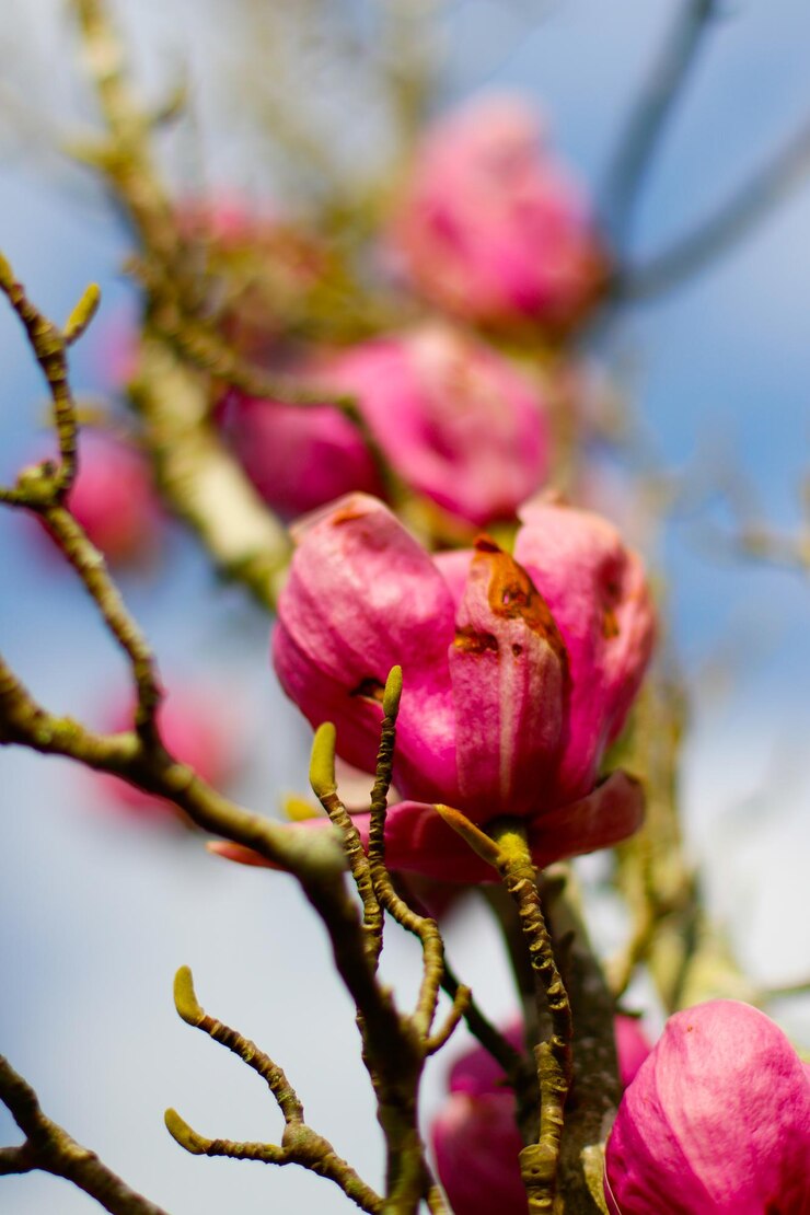 Foto nahaufnahme von rosa blütenknospen auf einem zweig
