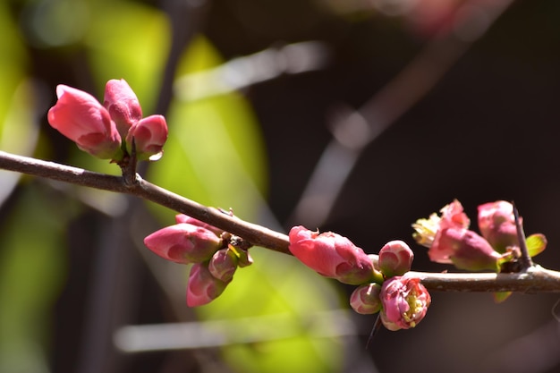 Nahaufnahme von rosa Blütenknospen