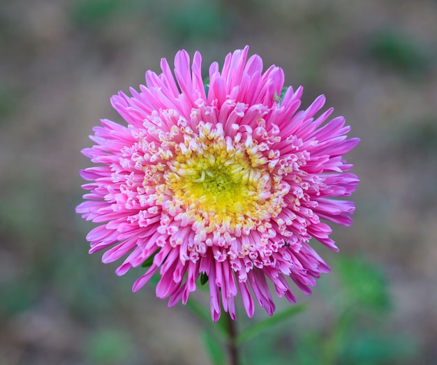 Nahaufnahme von rosa Blume