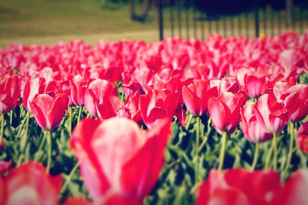 Foto nahaufnahme von rosa blumen auf dem feld