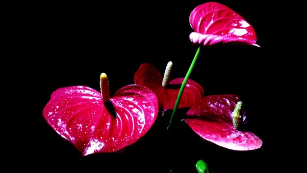 Foto nahaufnahme von rosa blumen auf schwarzem hintergrund