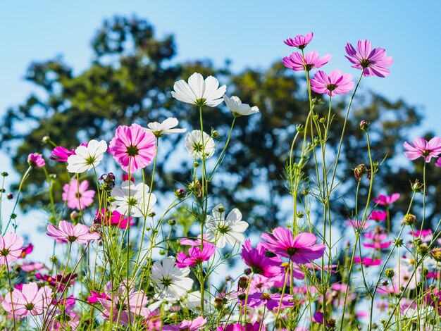 Foto nahaufnahme von rosa blumen, die gegen den himmel blühen