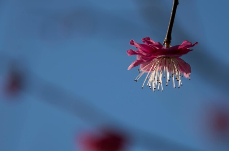 Foto nahaufnahme von rosa blumen, die gegen den himmel blühen