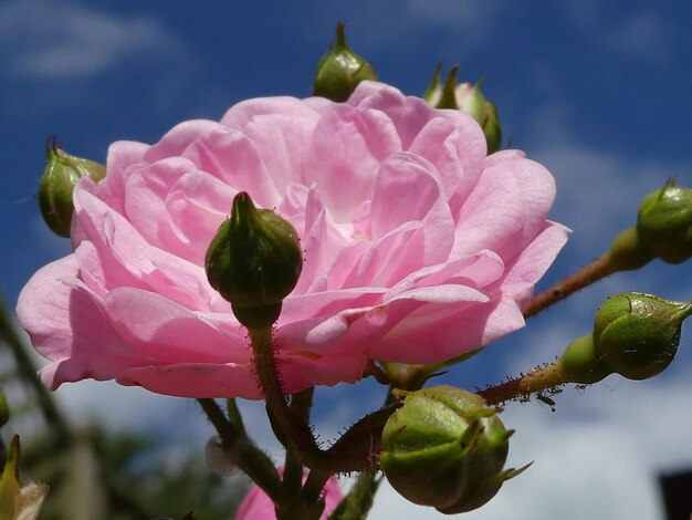 Nahaufnahme von rosa Blumen, die im Freien blühen