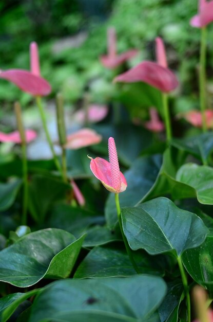 Nahaufnahme von rosa Blumen, die im Freien blühen
