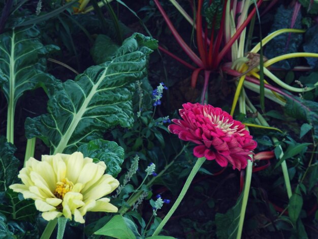 Foto nahaufnahme von rosa blumen, die im garten blühen