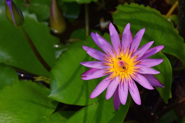 Nahaufnahme von rosa Blumen, die im Garten blühen