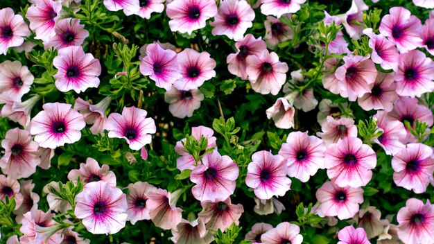 Foto nahaufnahme von rosa blumen, die im park blühen