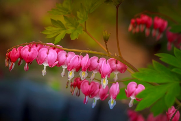 Nahaufnahme von rosa Blumen, die im Park blühen