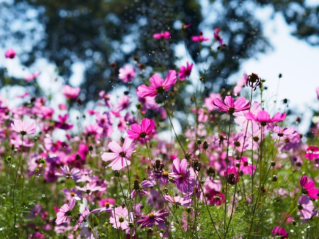 Nahaufnahme von rosa Blumen, die im Park wachsen