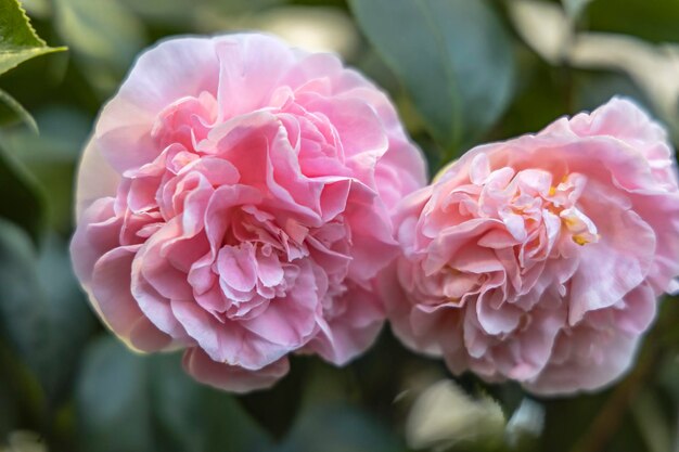 Foto nahaufnahme von rosa blumen, die im park wachsen