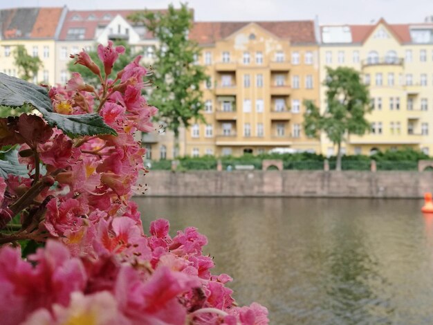 Nahaufnahme von rosa Blumen gegen ein Gebäude