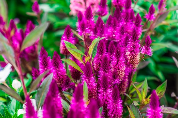 Foto nahaufnahme von rosa blumen