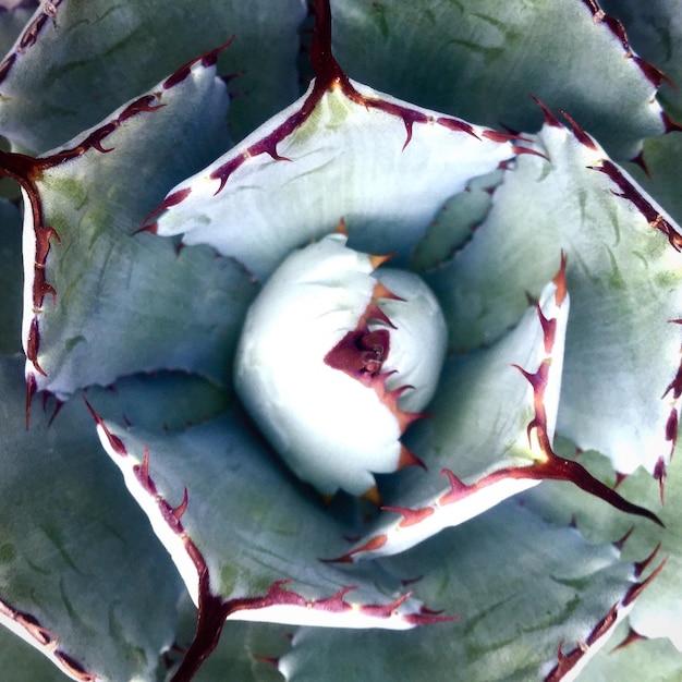 Foto nahaufnahme von rosa blumen