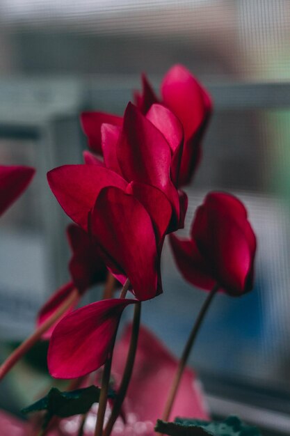 Foto nahaufnahme von rosa blumen