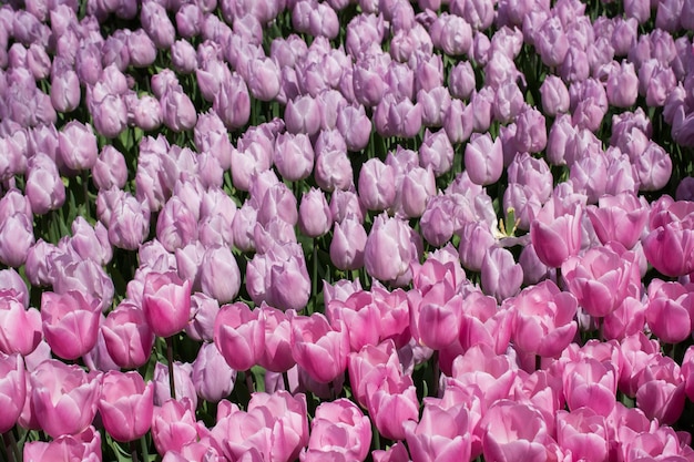 Foto nahaufnahme von rosa blumen