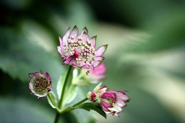 Foto nahaufnahme von rosa blumen