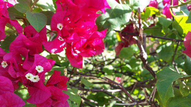 Foto nahaufnahme von rosa blumen