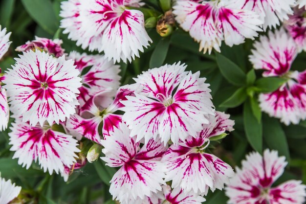 Nahaufnahme von rosa Dianthus Chinensis-Blumen