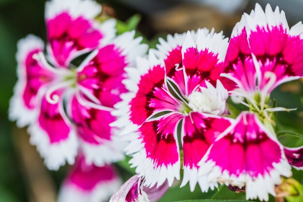 Nahaufnahme von rosa Dianthus Chinensis-Blumen