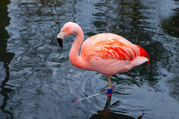 Nahaufnahme von rosa Flamingos, Vogel auf einem dunklen Wasserhintergrund. Kontrast.