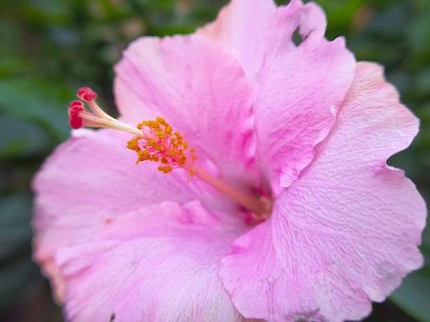 Foto nahaufnahme von rosa hibiskus