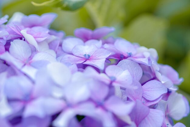 Foto nahaufnahme von rosa hortensieblüten