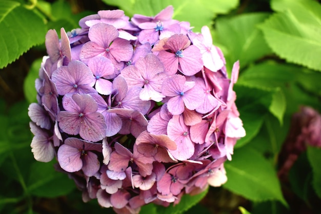 Nahaufnahme von rosa Hortensieblüten