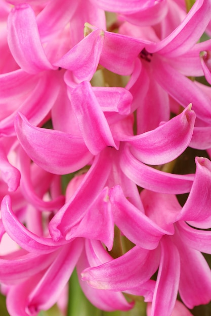 Foto nahaufnahme von rosa hyazinthenblüten als hintergrund. erste duftende frühlingspflanze.