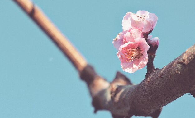 Foto nahaufnahme von rosa kirschblüten gegen den himmel