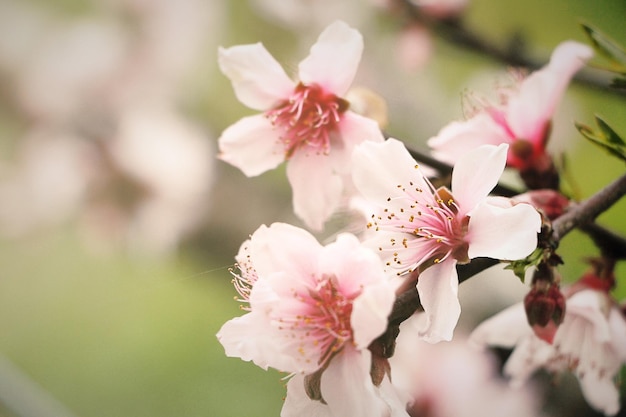Nahaufnahme von rosa Kirschblüten im Freien