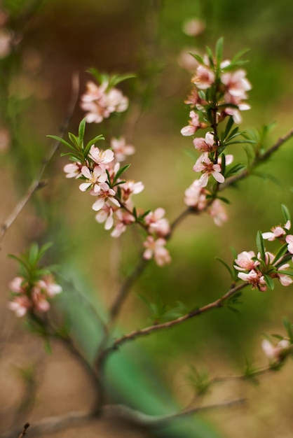 Nahaufnahme von rosa Kirschblüten im Frühjahr Selektiver Fokus Foto in hoher Qualität