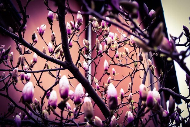 Foto nahaufnahme von rosa kirschblüten im frühling