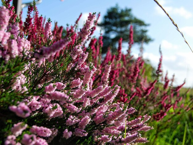 Nahaufnahme von rosa Kirschblüten im Frühling