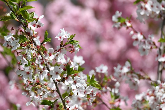 Nahaufnahme von rosa Kirschblüten im Frühling