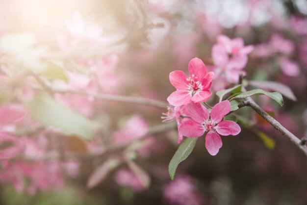 Nahaufnahme von rosa Kirschblüten