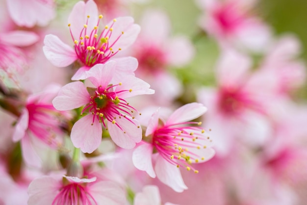 Foto nahaufnahme von rosa kirschblüten