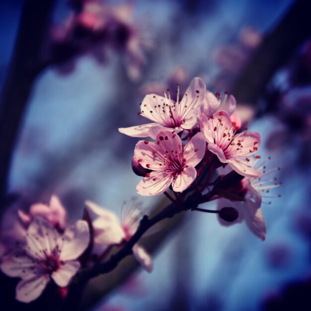 Foto nahaufnahme von rosa kirschblüten