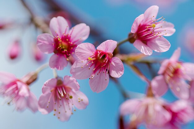 Foto nahaufnahme von rosa kirschblüten