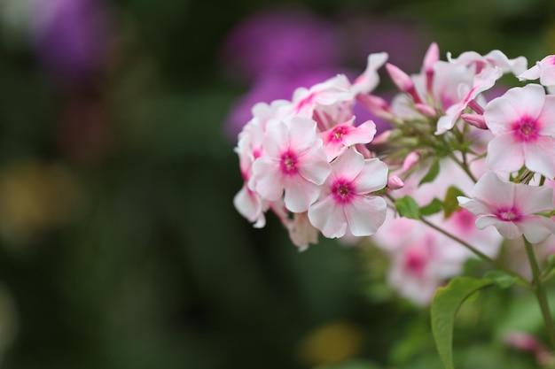 Foto nahaufnahme von rosa kirschblüten