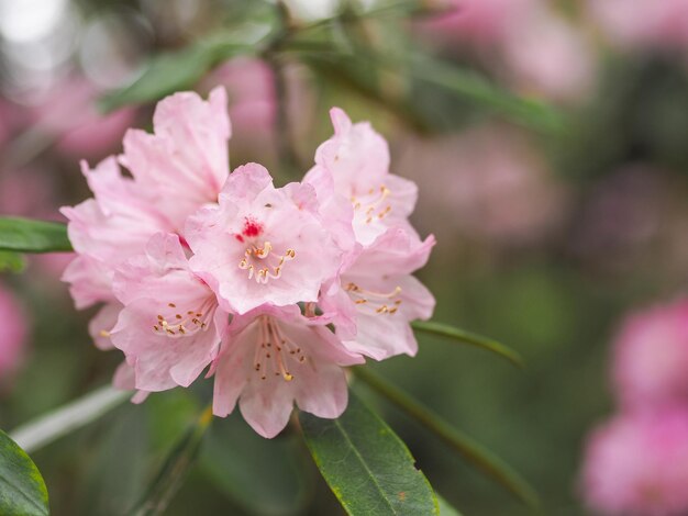 Foto nahaufnahme von rosa kirschblüten