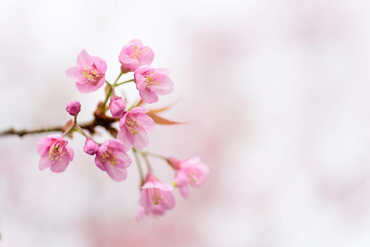 Foto nahaufnahme von rosa kirschblüten