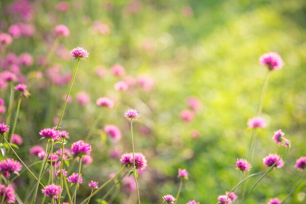 Nahaufnahme von rosa Kosmosblumen auf dem Feld