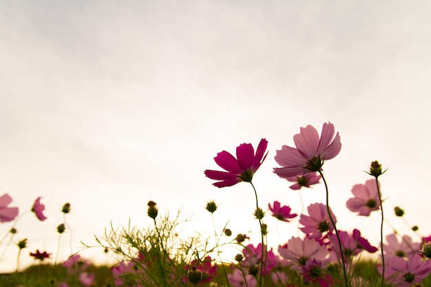 Nahaufnahme von rosa Kosmosblumen, die gegen den Himmel blühen