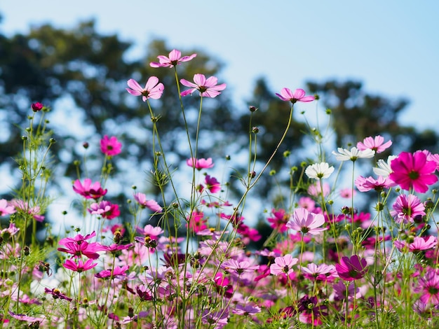 Nahaufnahme von rosa Kosmosblumen, die gegen den Himmel blühen