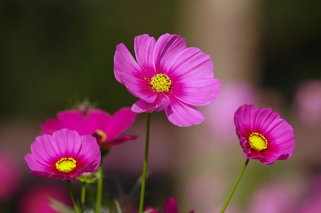 Foto nahaufnahme von rosa kosmosblumen