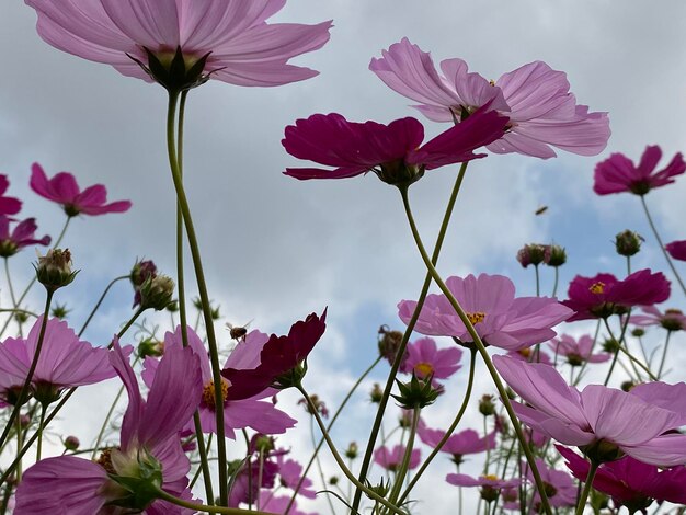 Foto nahaufnahme von rosa kosmosblumen