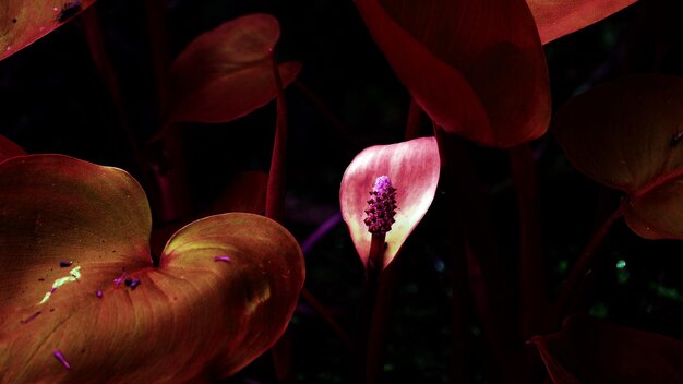 Foto nahaufnahme von rosa lilien