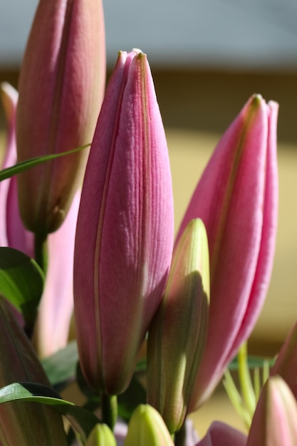 Nahaufnahme von rosa Lilienknospen im Sonnenlicht