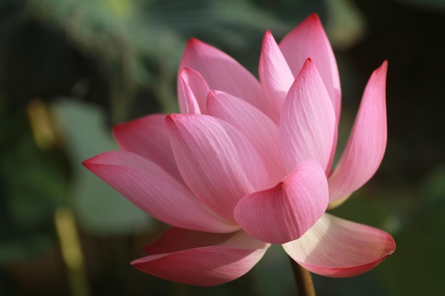 Nahaufnahme von rosa Lotus